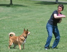Sport, Spiel und Arbeit mit Hunden