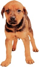 Hundewelpen eingewöhnen Eingewöhnung von Welpen