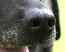 Nase des Hundes Hundenase