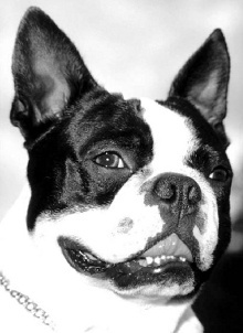 Kopf eines Boston Terriers Kopfstudie Bosten Terrier