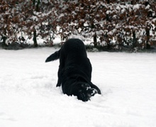 hund-im-schnee hund-im-schnee