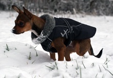 hund-im-winter