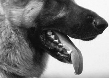 Zähne und Gebiss beim Hund