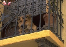 Erwachsenen Hund an neues Heim gewöhnen Hunde eingewöhnen