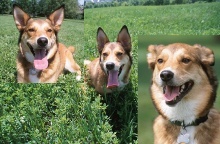 Hundeohren sind sehr beweglich Bewegliche Ohren des Hundes