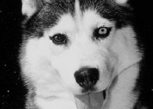 Hund mit zwei verschieden gefärbten Augen Hunde - Augen