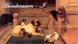 Hunderassen mit I I