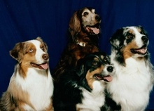 Hunderassen - Lexikon von Hundehaltung.org Verschiedene Hunderassen aus aller Welt