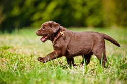 hundewelpe-im-garten