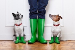 wohnen-mit-hund wohnen-mit-hund
